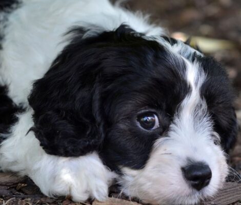 cavapoo-puppies-for-sale-content4