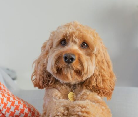 cavapoo-puppies-for-sale-content6