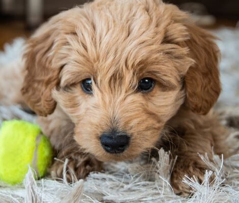 mini-golden-doodle-puppies-design-Content3-2.jpg